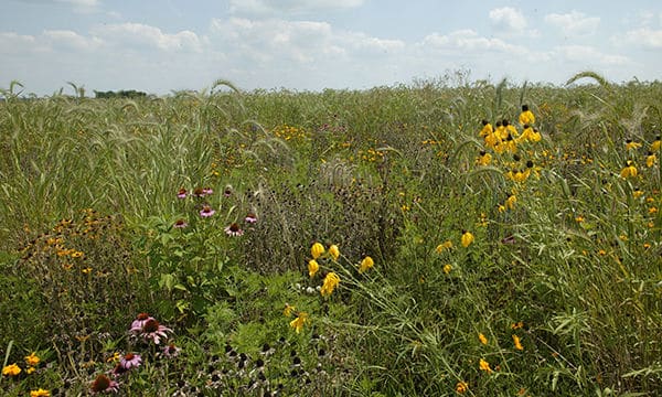 Courtesy of Illinois Department of Natural Resources